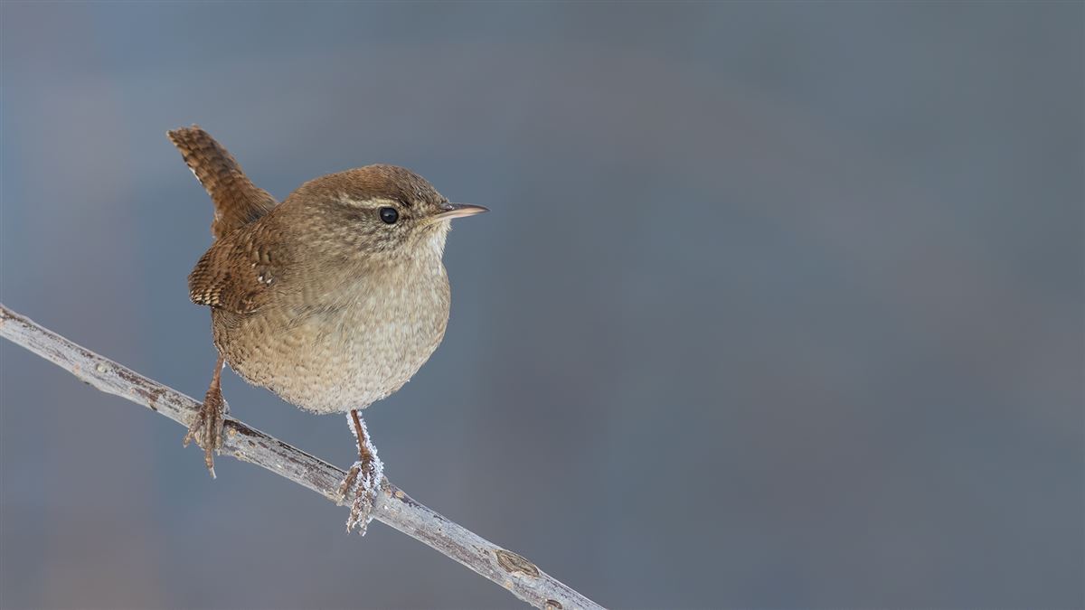Eurasian Wren
