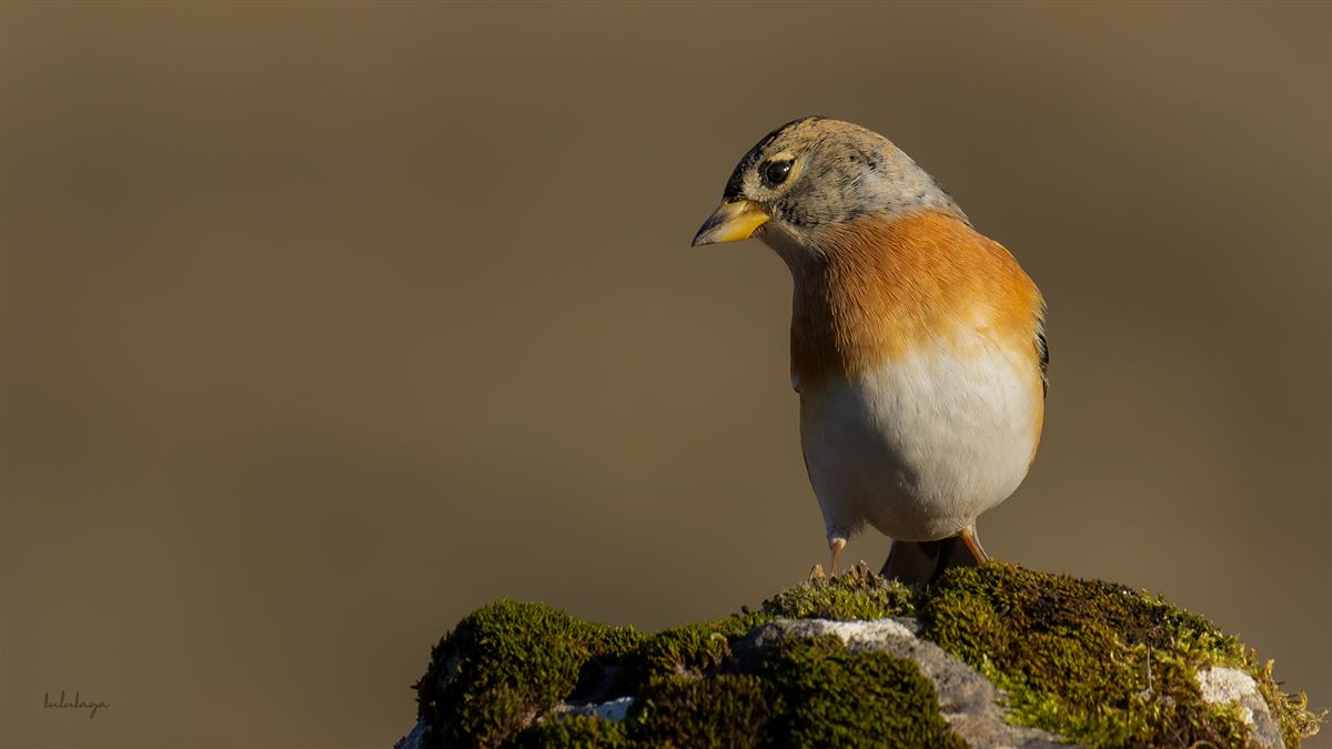 Brambling