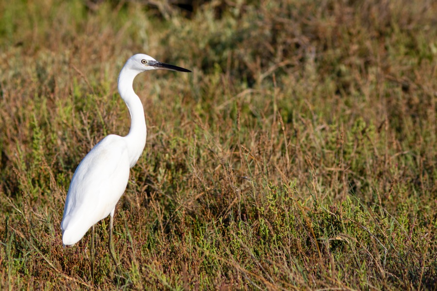 Little Egret