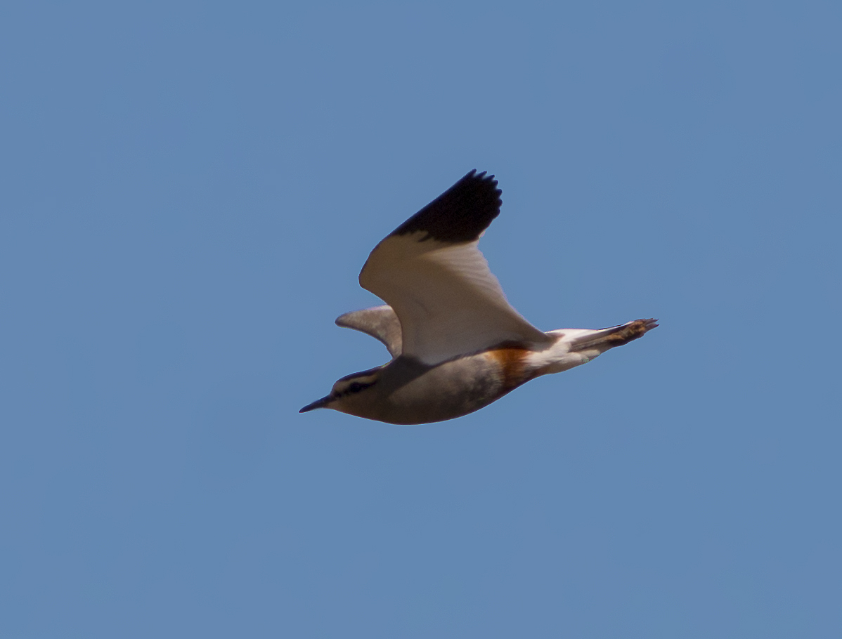 Sociable Lapwing
