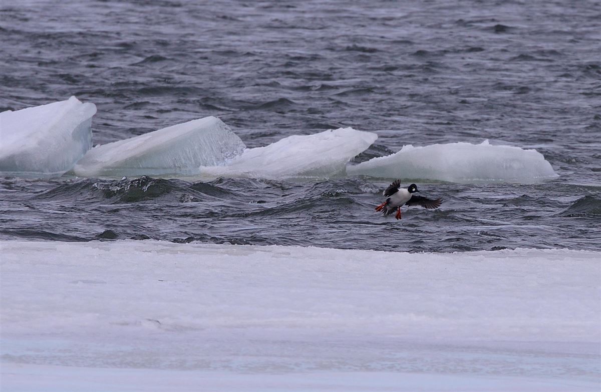 Common Goldeneye