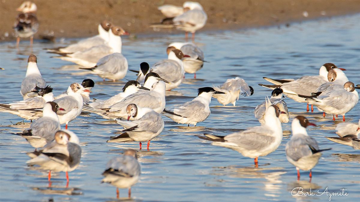 Sandwich Tern