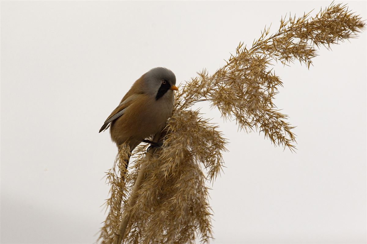 Bearded Reedling