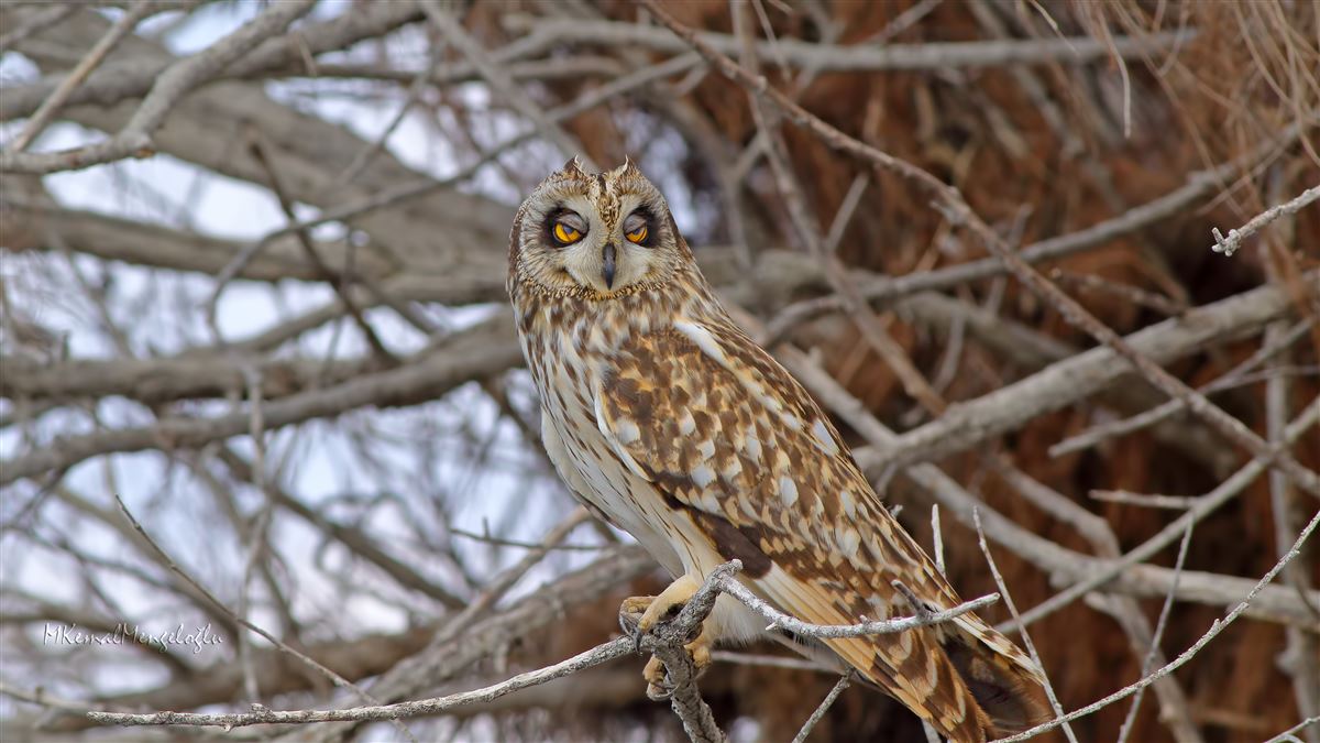 Short-eared Owl