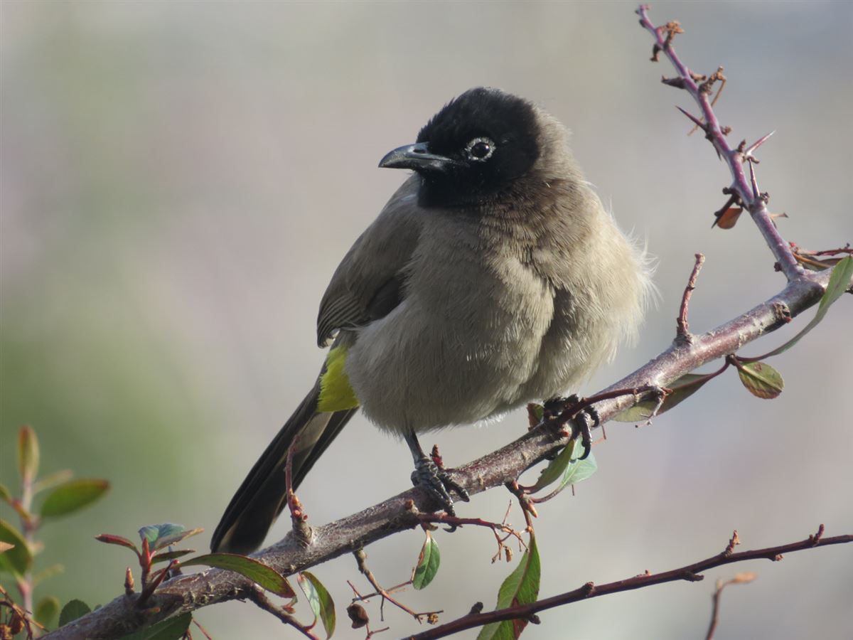 White-spectacled Bulbul
