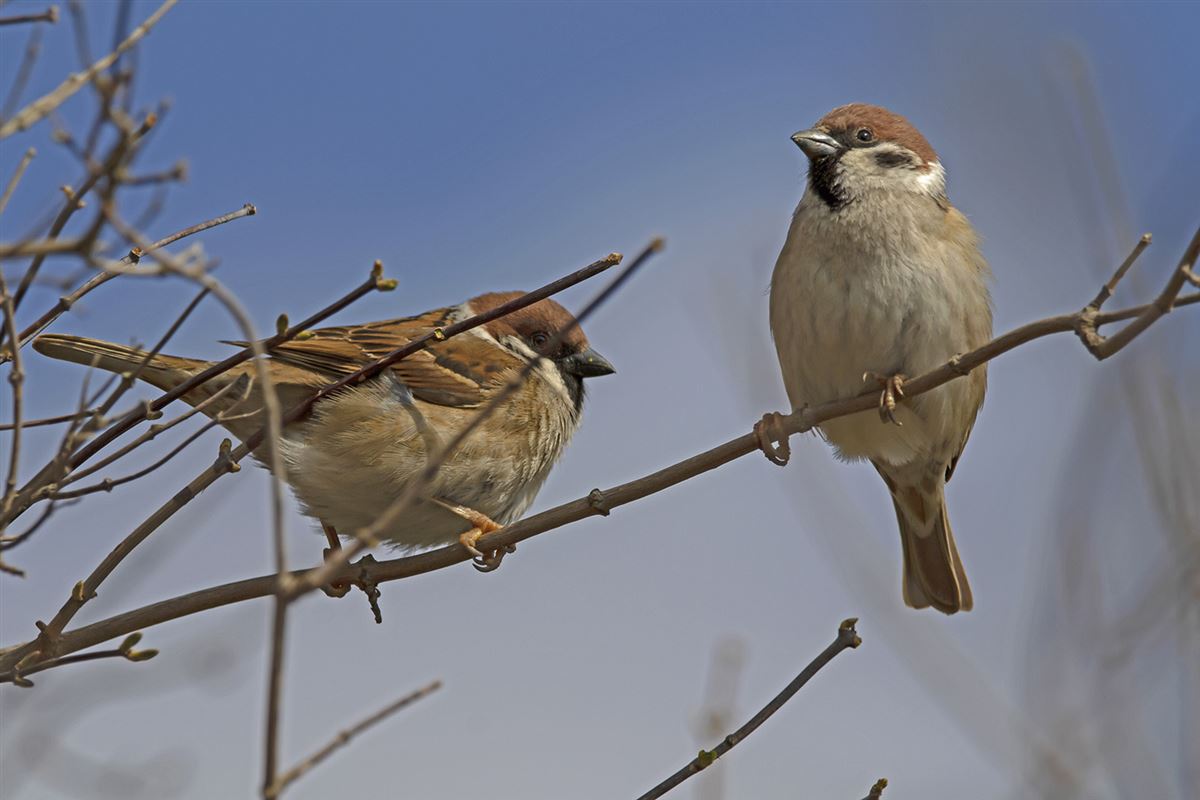 Eurasian Tree Sparrow