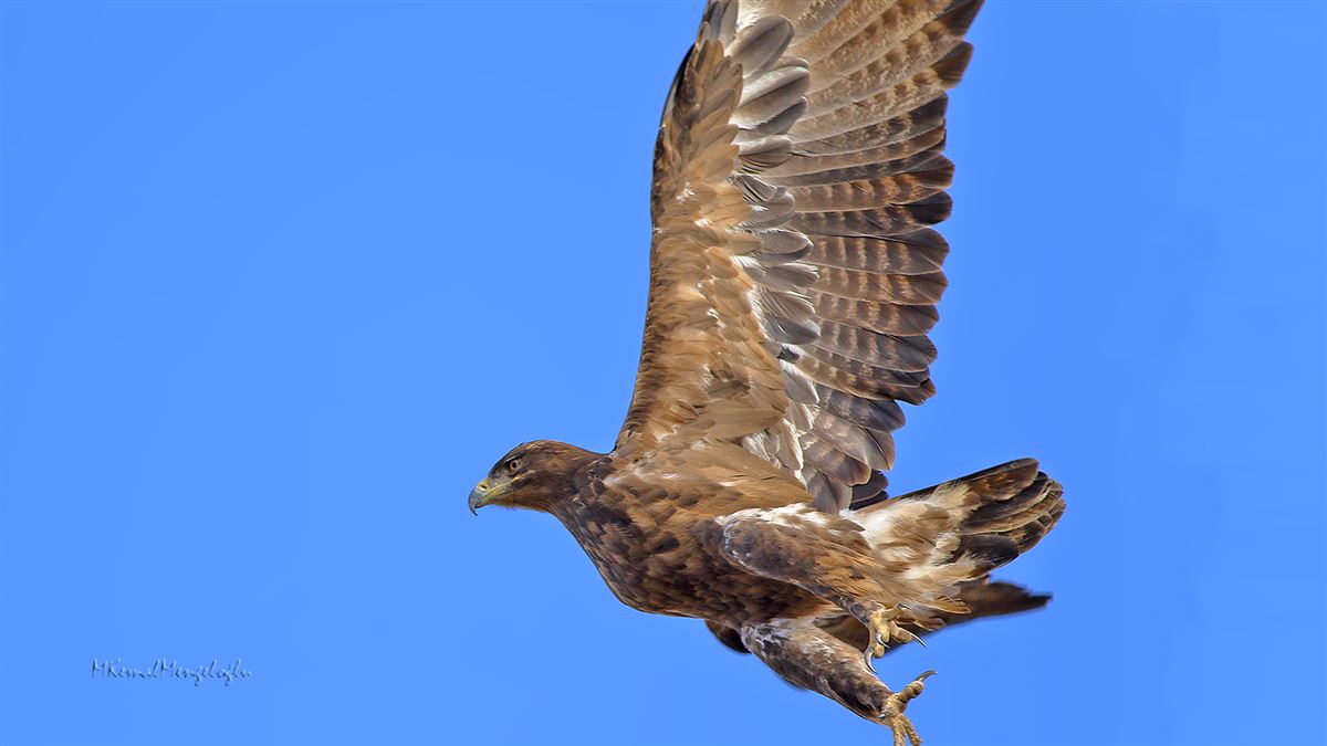 Golden Eagle