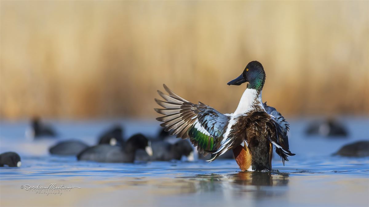 Northern Shoveler