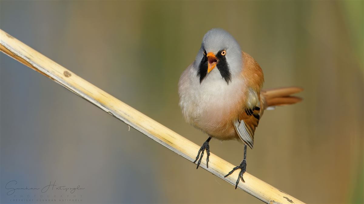 Bearded Reedling