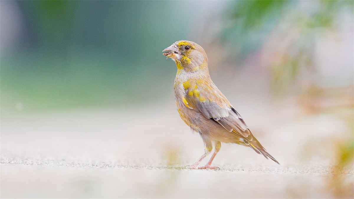 European Greenfinch