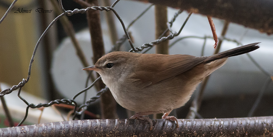 Cetti`s Warbler