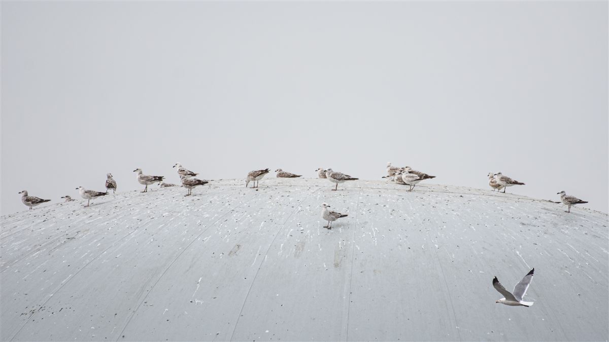 Yellow-legged Gull