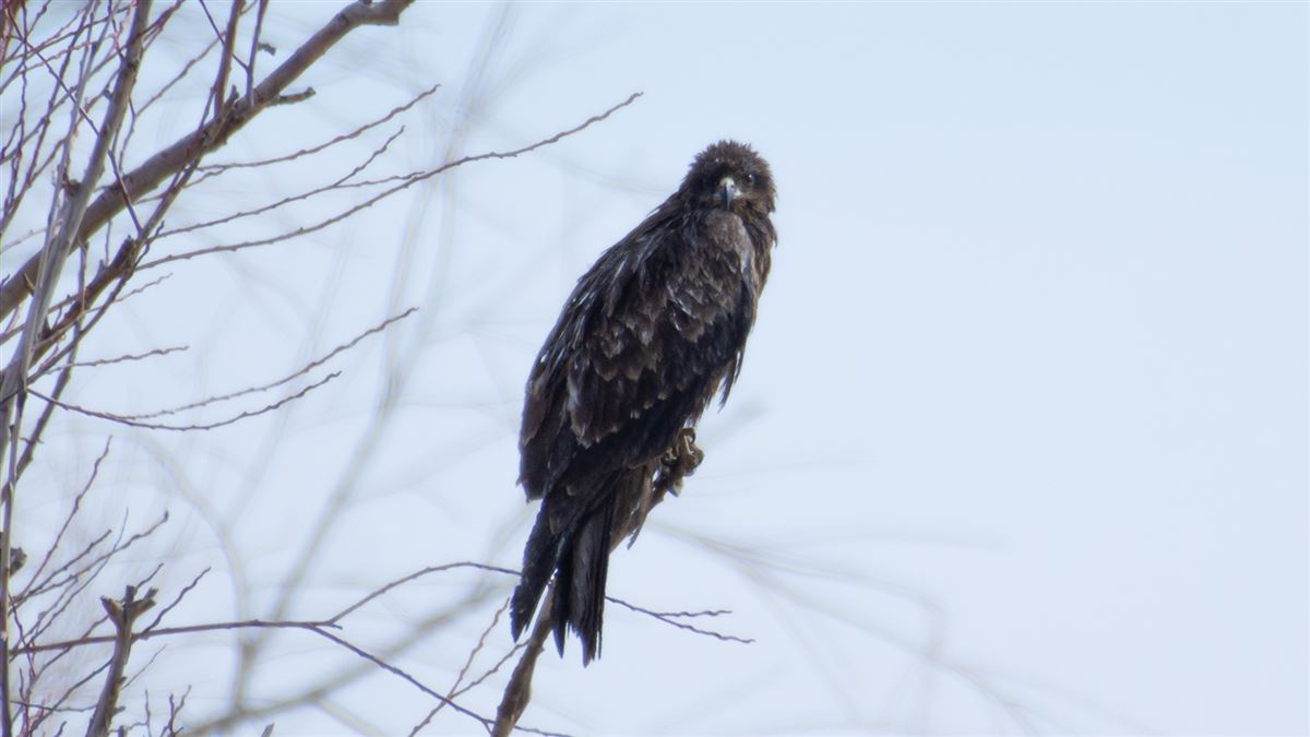 Black Kite