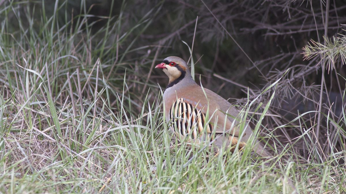 Chukar Partridge