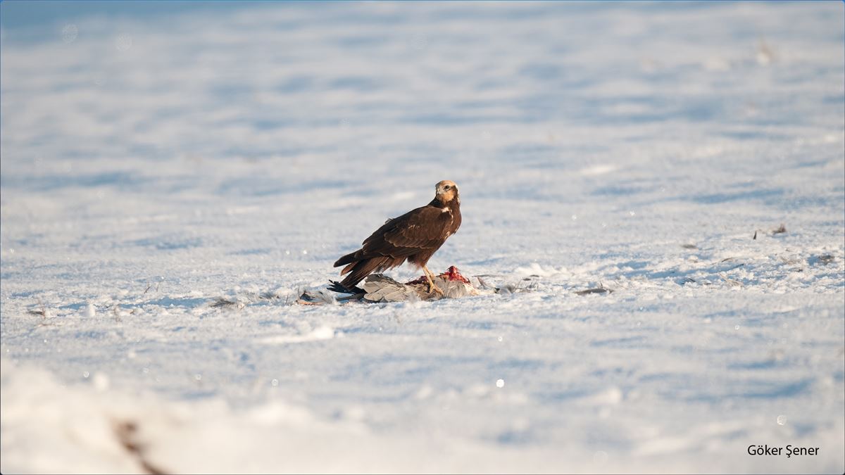 Western Marsh Harrier