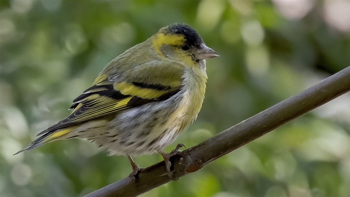 Eurasian Siskin