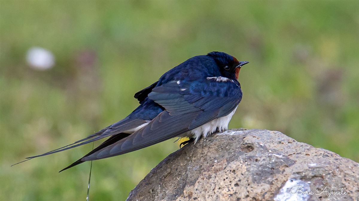 Barn Swallow