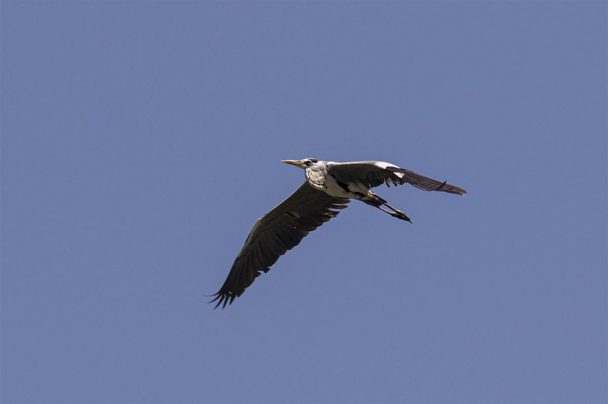 Grey Heron