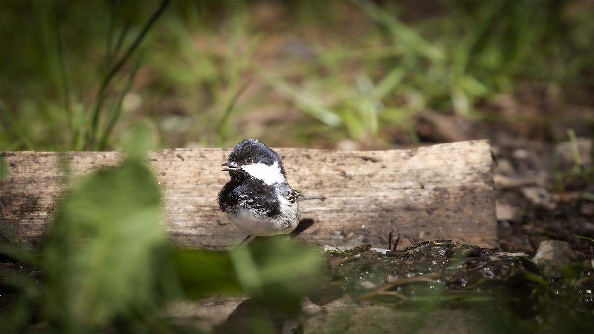 Coal Tit