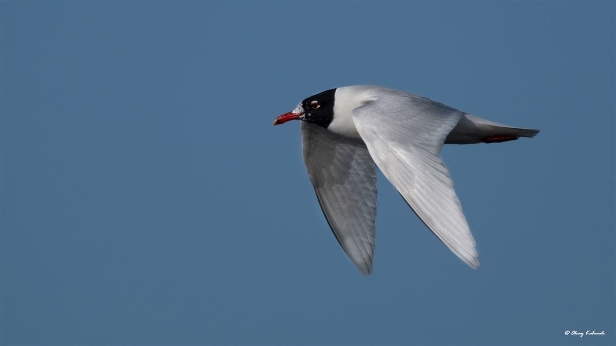 Mediterranean Gull