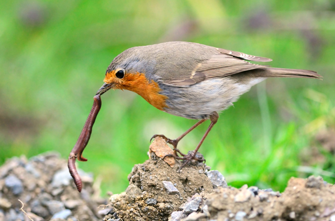European Robin