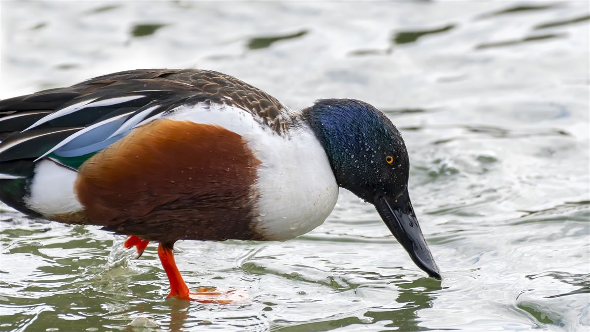 Northern Shoveler