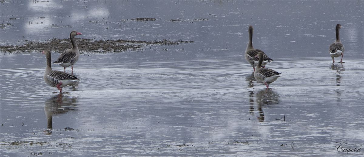 Greylag Goose