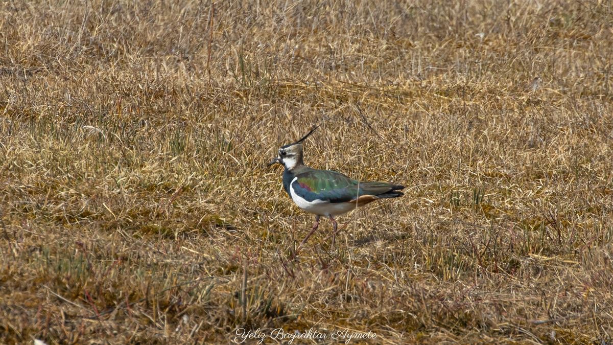 Northern Lapwing
