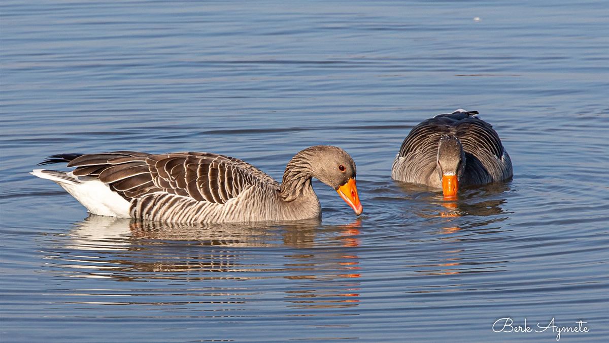 Greylag Goose