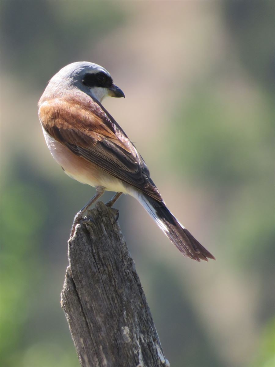Red-backed Shrike