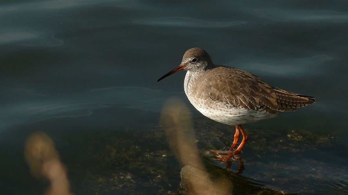 Common Redshank
