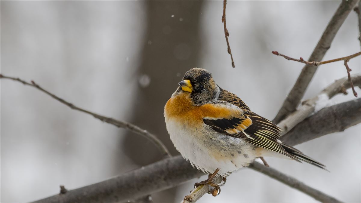 Brambling