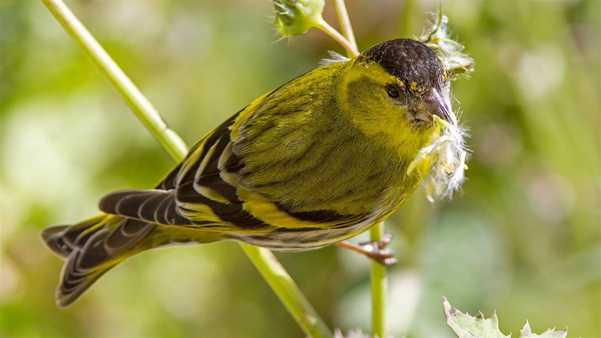 Eurasian Siskin
