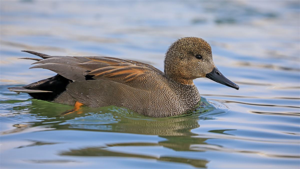 Gadwall