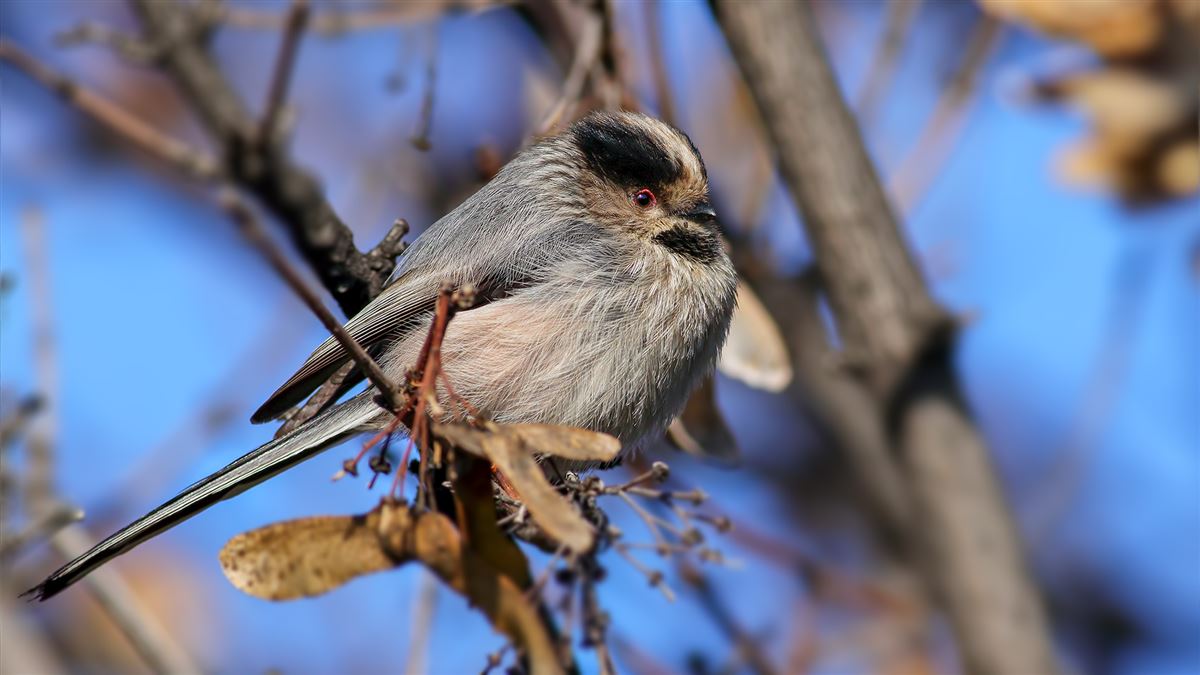 Long-tailed Tit