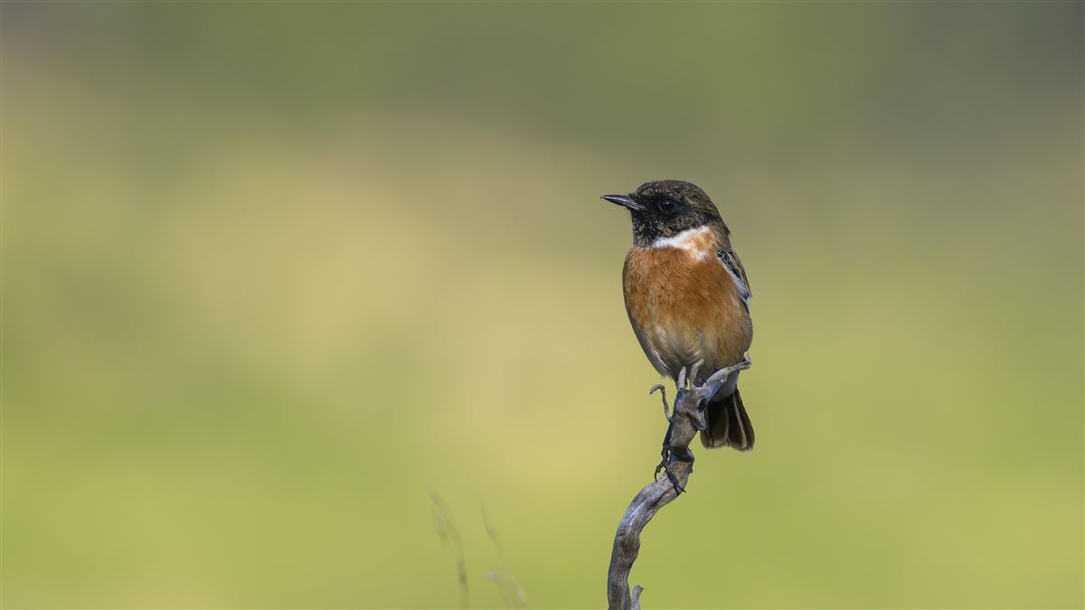 European Stonechat