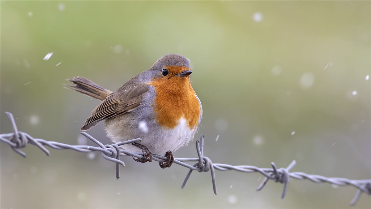 European Robin