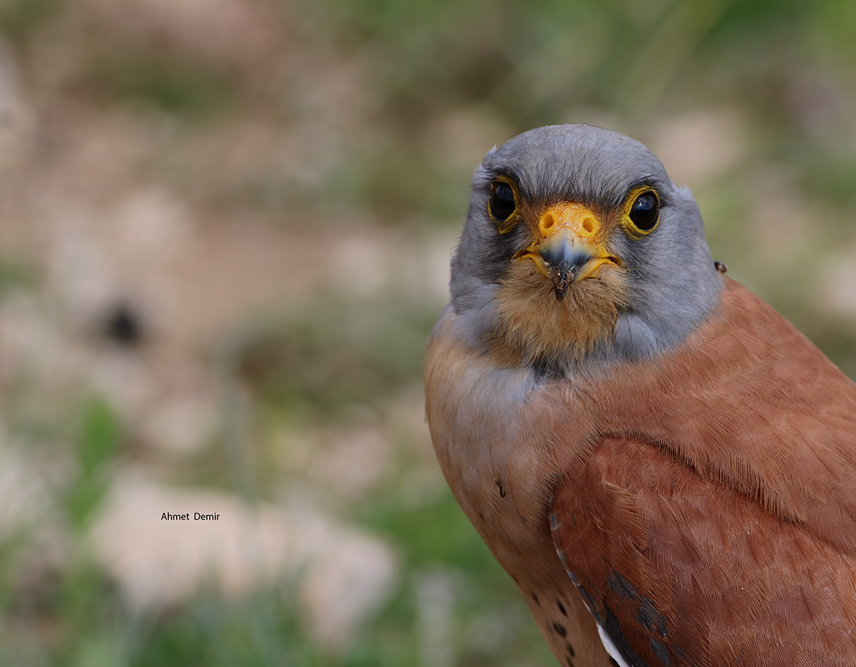 Lesser Kestrel