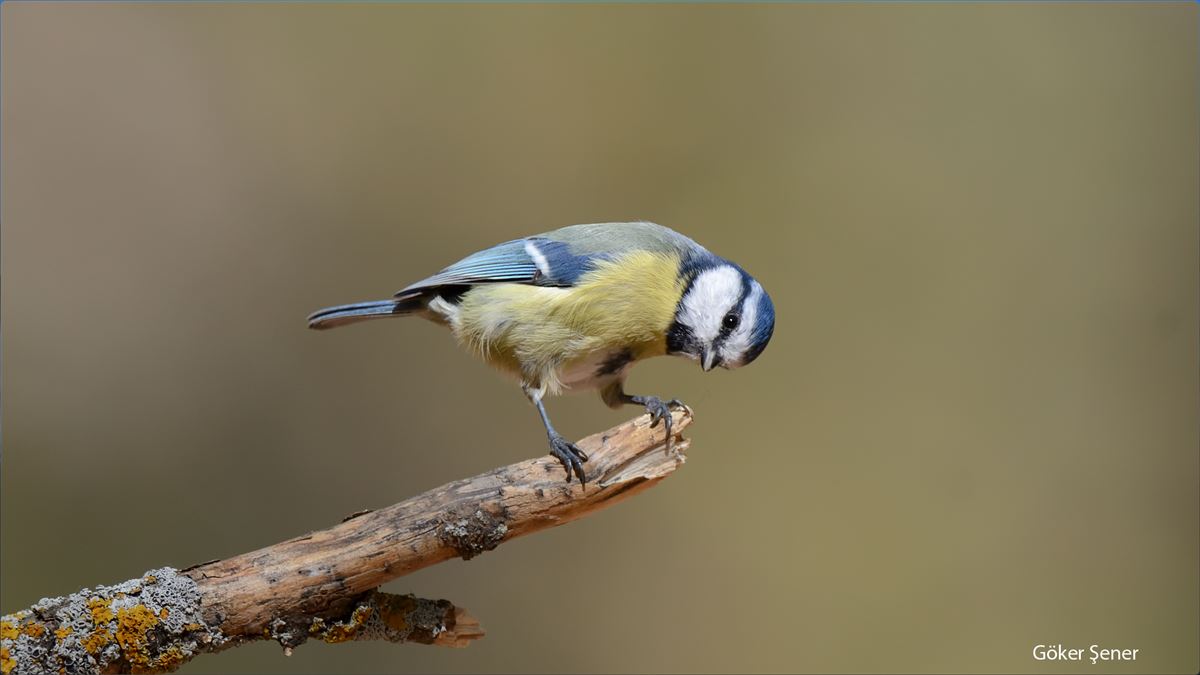 Eurasian Blue Tit