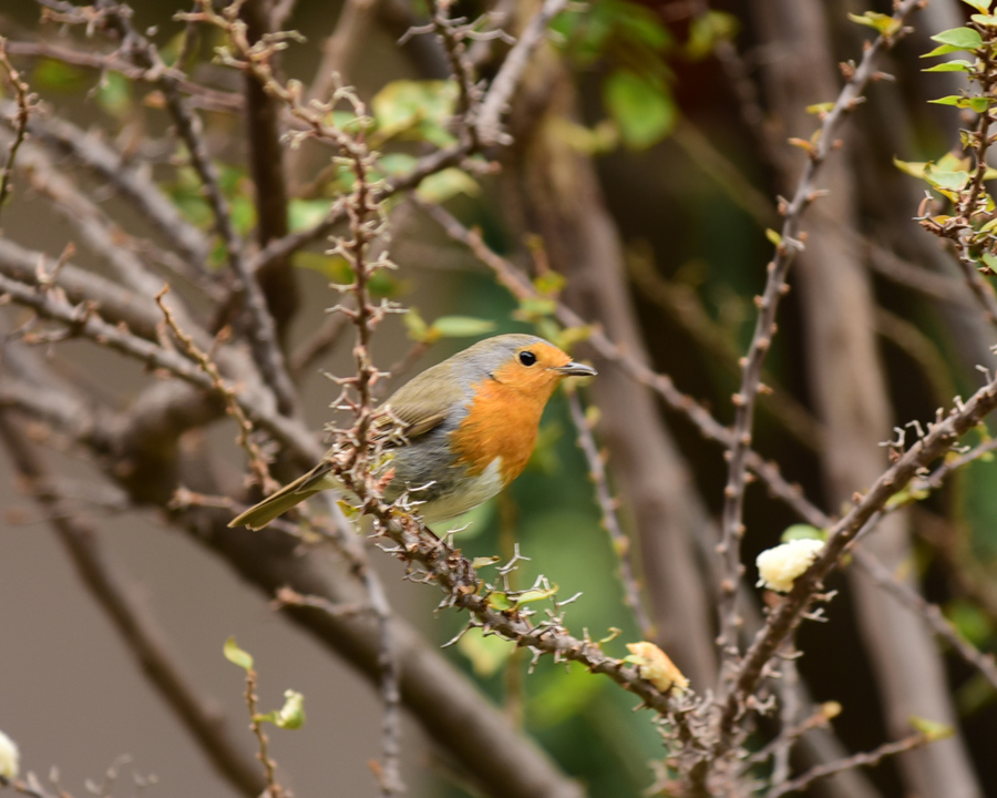 European Robin