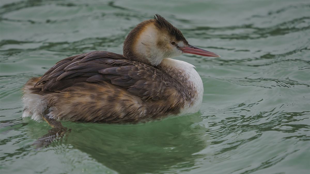 Great Crested Grebe