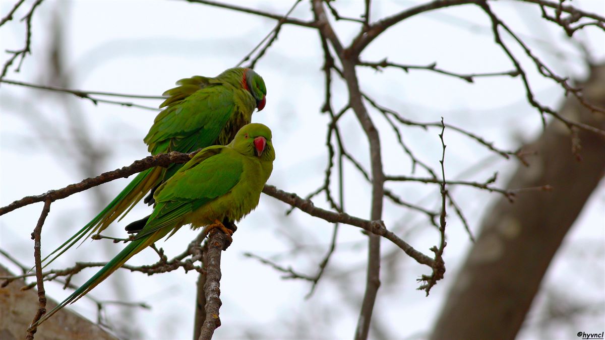 Rose-ringed Parakeet