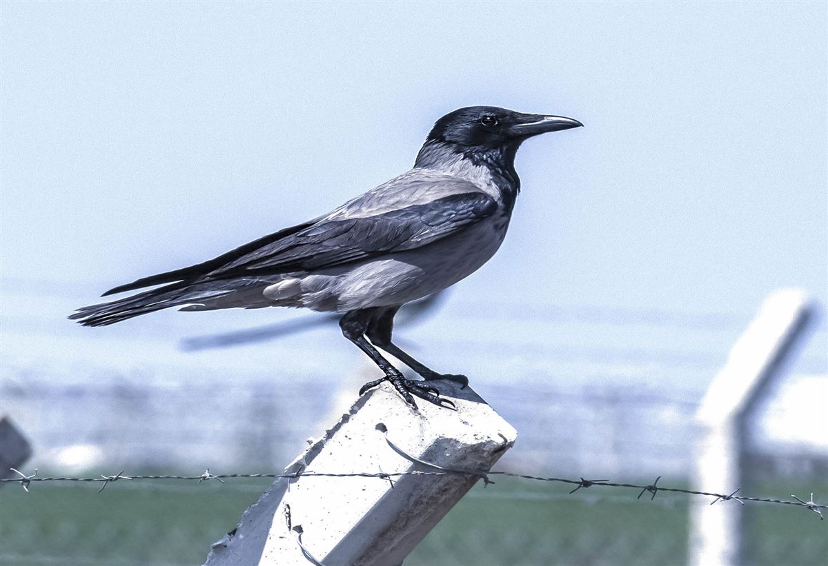 Hooded Crow