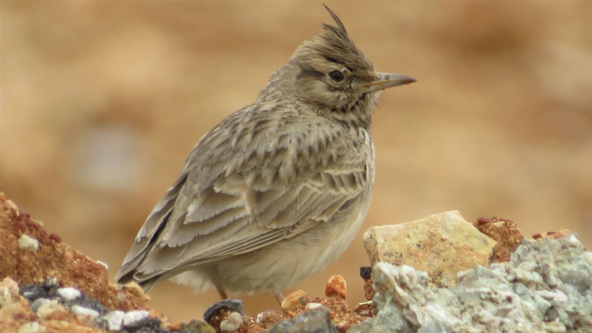 Crested Lark