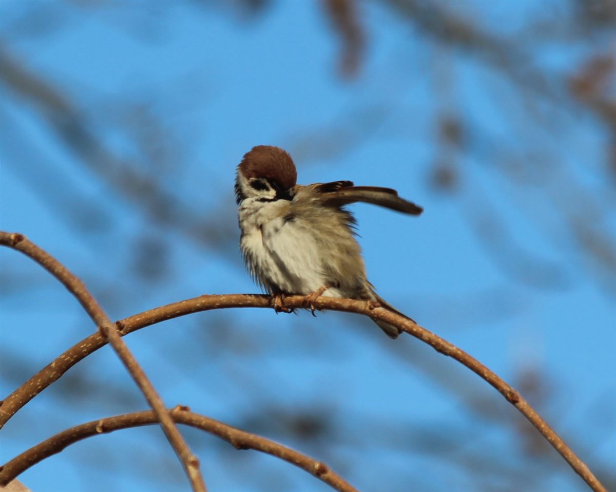 Eurasian Tree Sparrow
