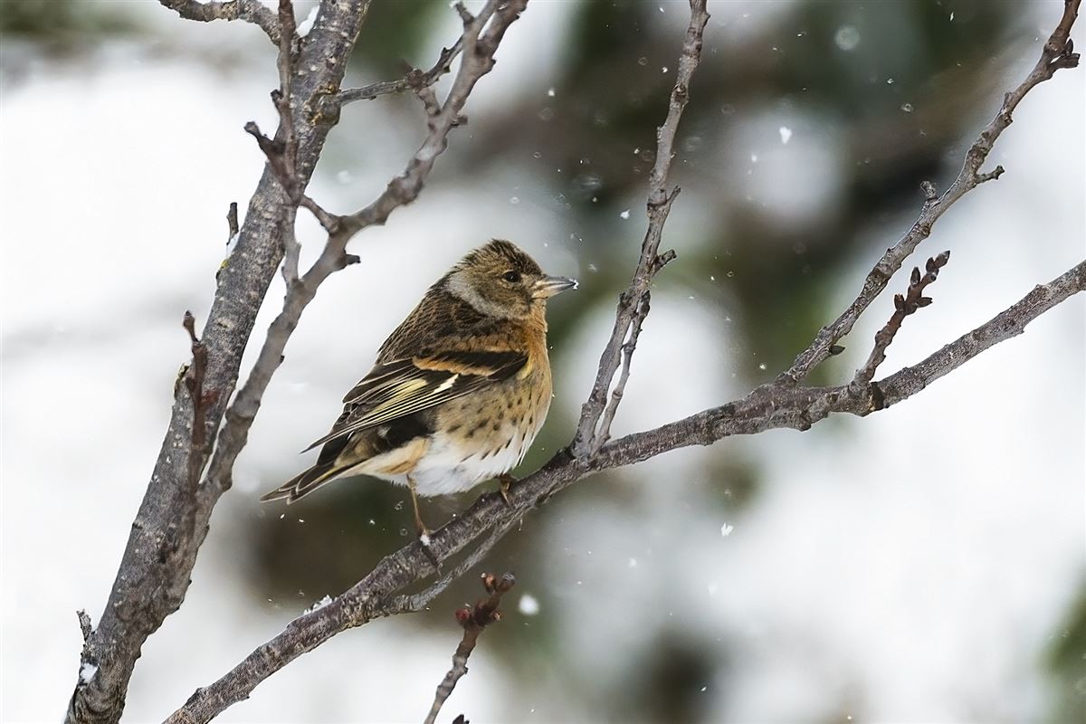 Brambling
