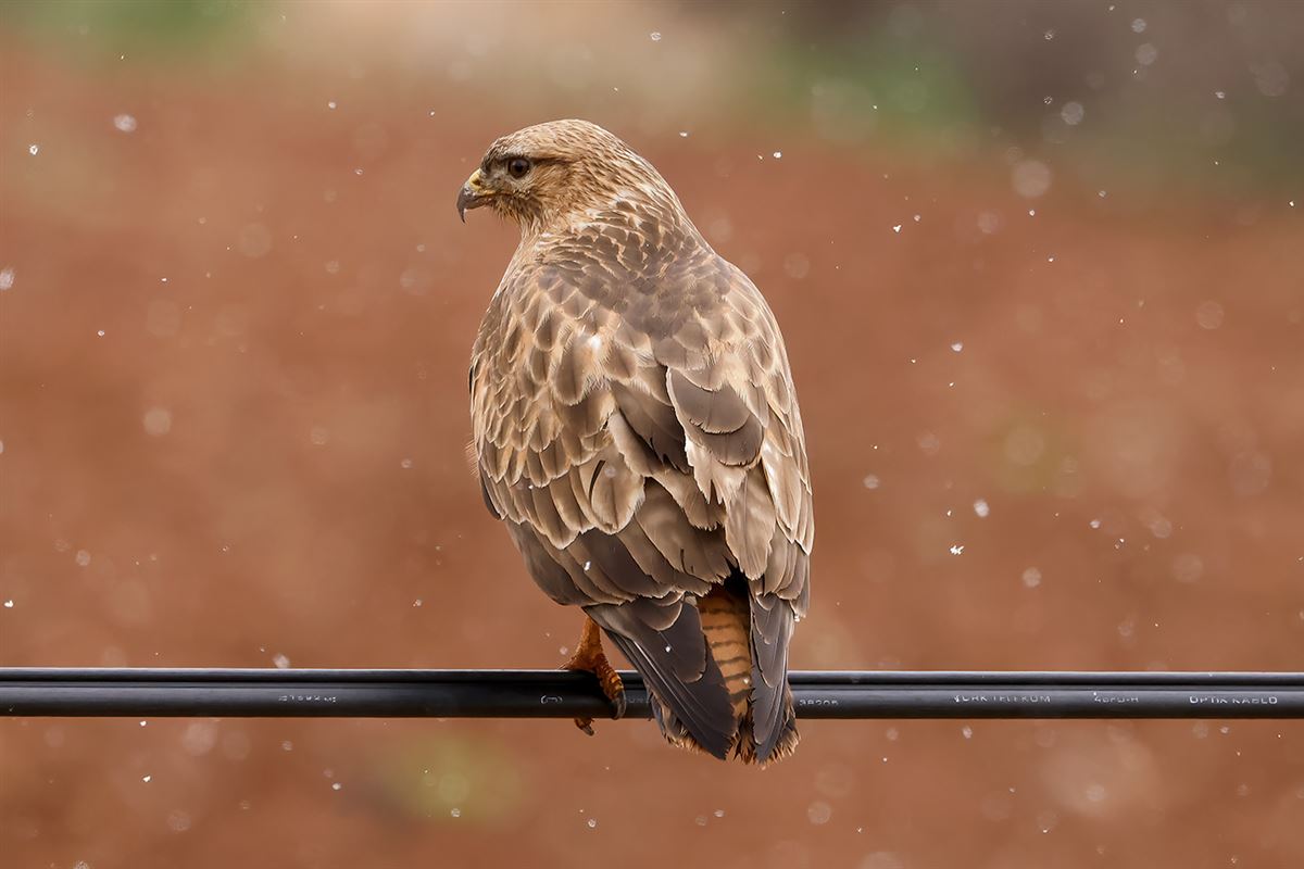 Common Buzzard
