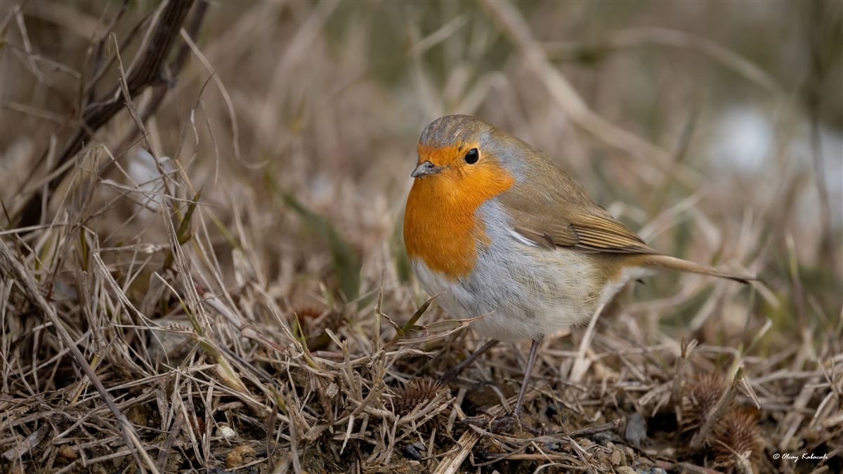 European Robin