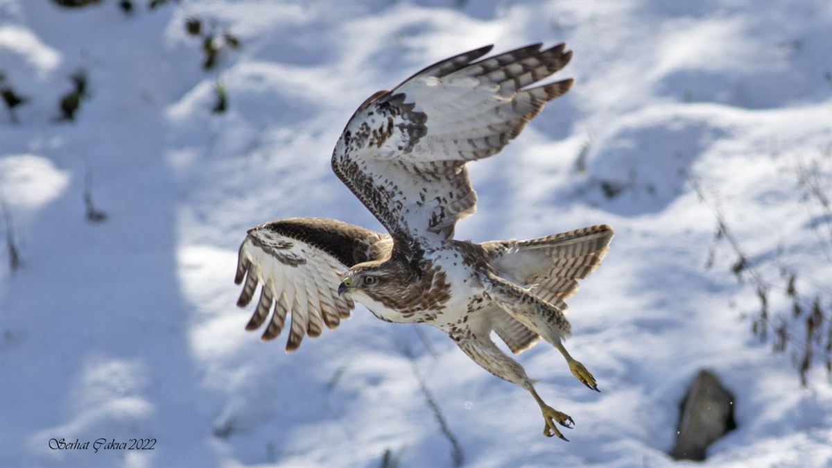 Common Buzzard