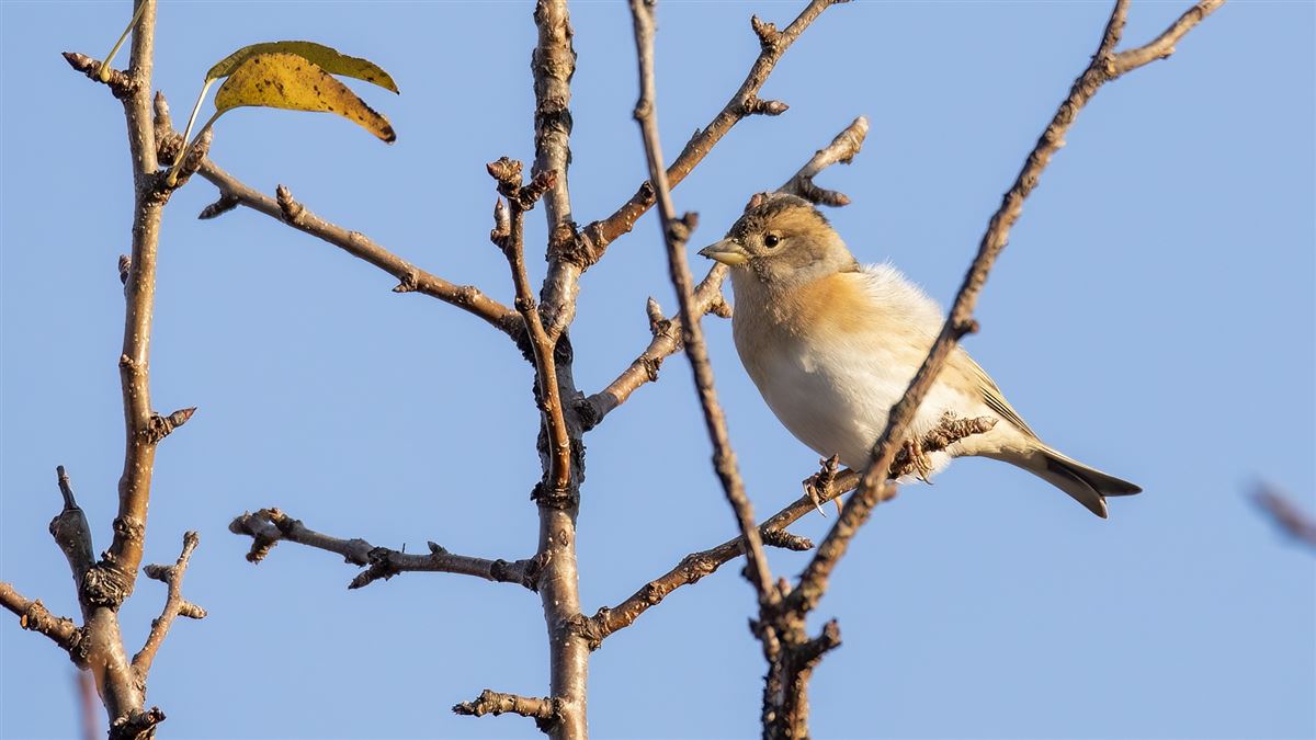 Brambling